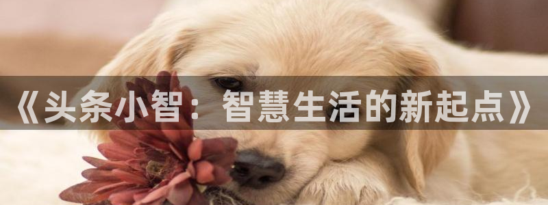 多彩娱乐直属：《头条小智：智慧生活的新起点》